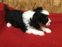 Misty, a female Cavalier King Charles Spaniel for sale in Clare, MI – Photo 6 of 8