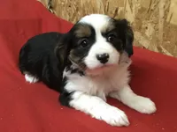 Misty, a female Cavalier King Charles Spaniel for sale in Clare, MI – Photo 5 of 8