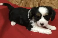 Misty, a female Cavalier King Charles Spaniel for sale in Clare, MI – Photo 4 of 8