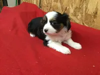 Misty, a female Cavalier King Charles Spaniel for sale in Clare, MI – Photo 8 of 8