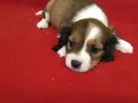 Tennessee, a male Cavapoo for sale in Clare, MI – 5 of 10