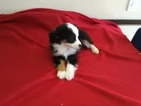 Sky’s Toy Female, a female Miniature Australian Shepherd for sale in Clare, MI – 8 of 8