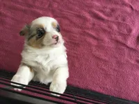 Barbie, a female Miniature Australian Shepherd for sale in Clare, MI – 7 of 9