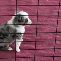 Barbie, a female Miniature Australian Shepherd for sale in Clare, MI – 2 of 9