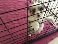 Barbie, a female Miniature Australian Shepherd for sale in Clare, MI – 4 of 9