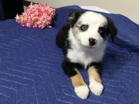 Jazzy, a female Miniature Australian Shepherd for sale in Clare, MI – 4 of 7