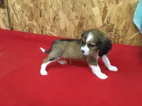 Tennessee, a male Cavapoo for sale in Clare, MI – 8 of 10