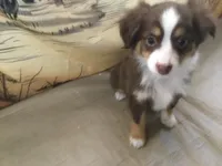 Milo, a male Miniature Australian Shepherd for sale in Clare, MI – Photo 2 of 6