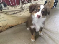 Milo, a male Miniature Australian Shepherd for sale in Clare, MI – Photo 1 of 6