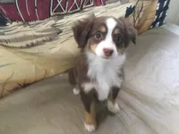 Milo, a male Miniature Australian Shepherd for sale in Clare, MI – Photo 3 of 6