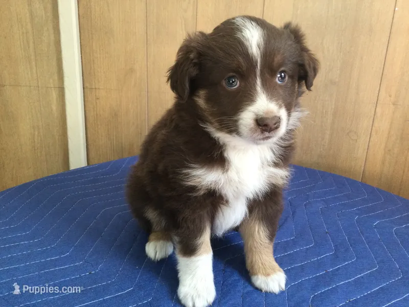 Rudty, a male Miniature Australian Shepherd for sale in Clare, MI – 1 of 6