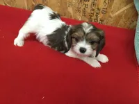 Tennessee, a male Cavapoo for sale in Clare, MI – 4 of 10