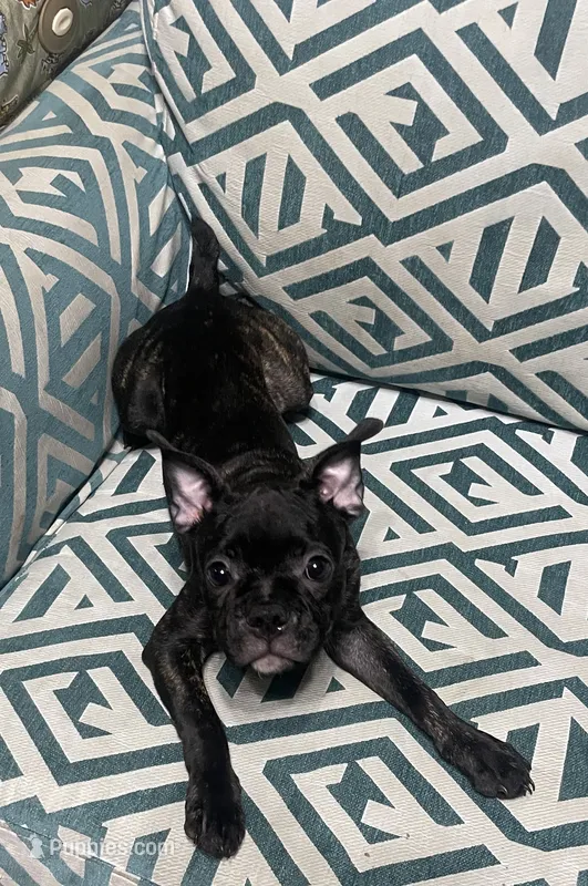 Knox – Boston Terrier, French Bulldog puppy for sale in Ridgewood, NY