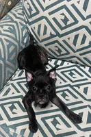 Knox, a male Boston Terrier and French Bulldog for sale in Ridgewood, NY – 1 of 2