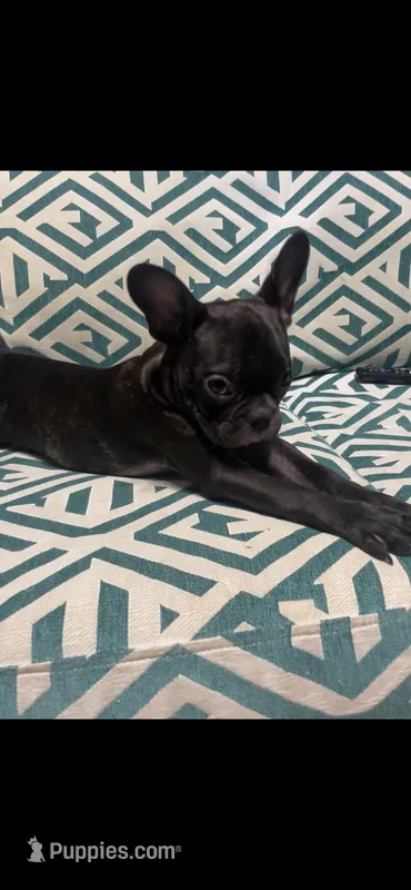 Lola – Boston Terrier, French Bulldog puppy for sale in Ridgewood, NY