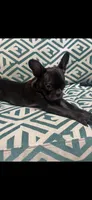 Lola, a female Boston Terrier and French Bulldog for sale in Ridgewood, NY – 1 of 2