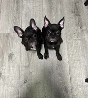 Lola, a female Boston Terrier and French Bulldog for sale in Ridgewood, NY – 2 of 2