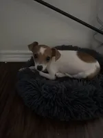 Bailey, a male Chiweenie for sale in Keller, TX – 8 of 9