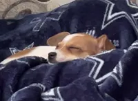 Bailey, a male Chiweenie for sale in Keller, TX – 2 of 9