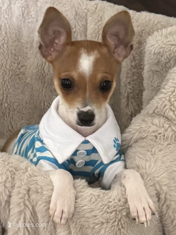Bailey – Chiweenie puppy for sale in Keller, TX