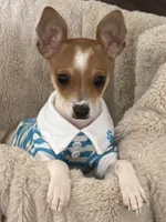 Bailey, a male Chiweenie for sale in Keller, TX – 1 of 9