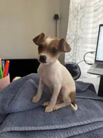 Bailey, a male Chiweenie for sale in Keller, TX – 7 of 9