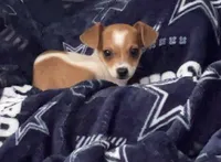 Bailey, a male Chiweenie for sale in Keller, TX – 3 of 9