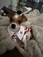 Bailey, a male Chiweenie for sale in Keller, TX – 6 of 9