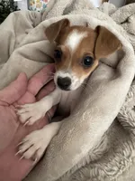 Bailey, a male Chiweenie for sale in Keller, TX – 4 of 9