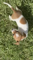 Bailey, a male Chiweenie for sale in Keller, TX – 9 of 9