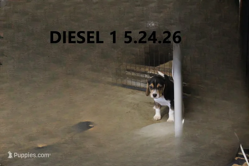 Diesel – Beagle puppy for sale in Frontier, MI