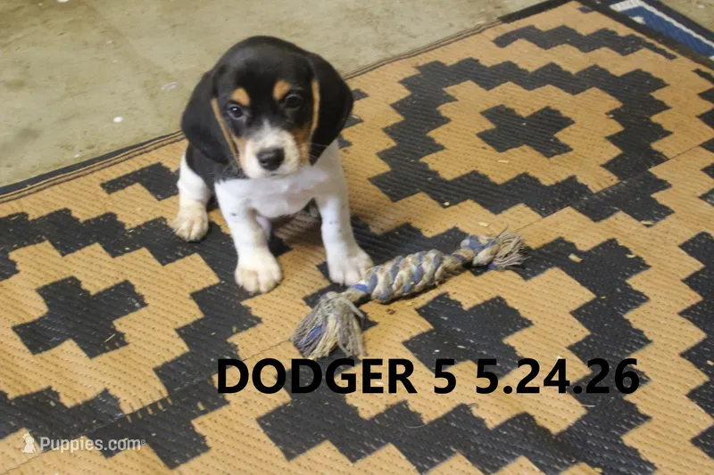 Dodger – Beagle puppy for sale in Frontier, MI