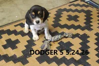 Dodger, a male Beagle for sale in Frontier, MI – 1 of 5