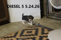 Diesel, a male Beagle for sale in Frontier, MI – 5 of 5