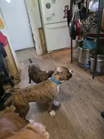 Fabian, a male Boxer for sale in Frontier, MI – 5 of 6