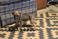 Elisa, a female Boxer for sale in Frontier, MI – 2 of 2