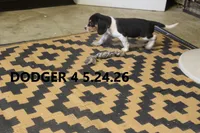Dodger, a male Beagle for sale in Frontier, MI – 5 of 5
