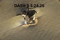 Dash, a male Beagle for sale in Frontier, MI – 4 of 5