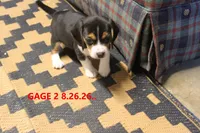GAGE, a male Beagle for sale in Frontier, MI – 1 of 3