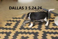 Dallas, a male Beagle for sale in Frontier, MI – 4 of 5