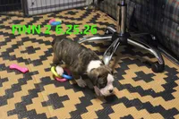 Finn, a male Boxer for sale in Frontier, MI – 2 of 3