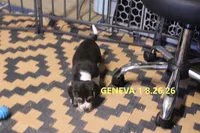 GENEVA, a female Beagle for sale in Frontier, MI – 2 of 3