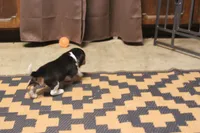 GINGER, a female Beagle for sale in Frontier, MI – 2 of 3
