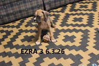 Ezra, a male Boxer for sale in Frontier, MI – 2 of 3