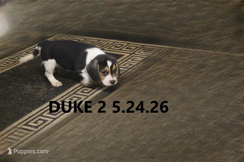 Duke – Beagle puppy for sale in Frontier, MI