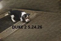 Duke, a male Beagle for sale in Frontier, MI – 1 of 4