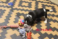 GIL, a male Beagle for sale in Frontier, MI – 2 of 3