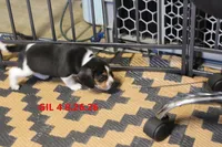 GIL, a male Beagle for sale in Frontier, MI – 3 of 3