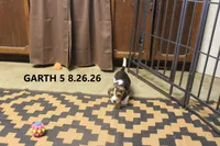 Garth, a male Beagle for sale in Frontier, MI – 3 of 3