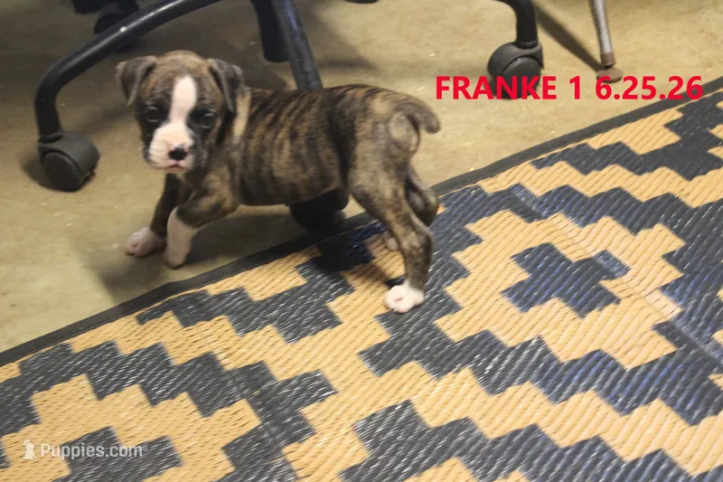 Frankie, a male Boxer for sale in Frontier, MI – 1 of 3